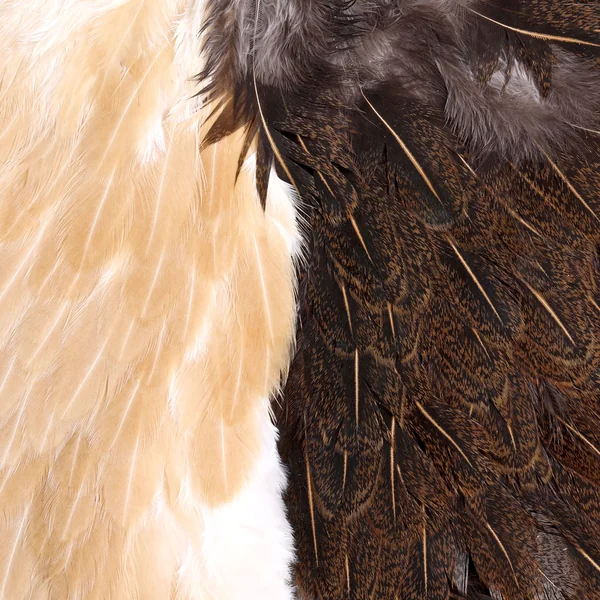 Pack Whiting Introductory Soft Hackle - 2 Half Capes/2 Half - Imagen 3