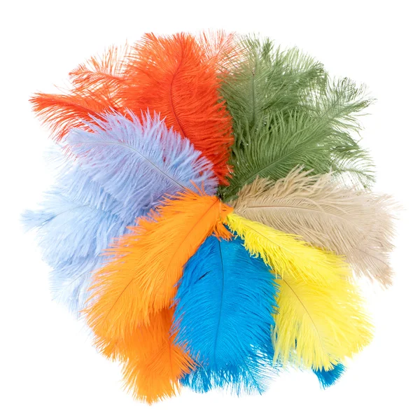 Pluma de avestruz grande - Imagen 2