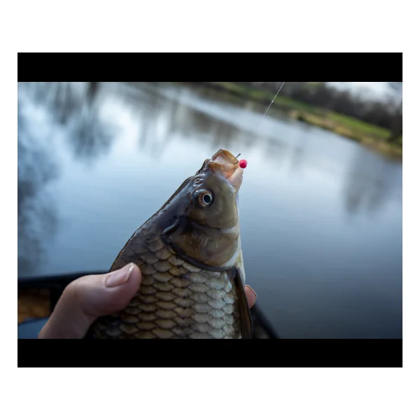 Sonubaits Micro Band'Um Salted Caramel - Imagen 4
