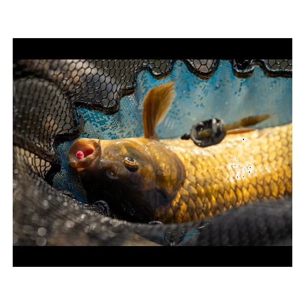 Sonubaits Micro Band'Um Salted Caramel - Imagen 9