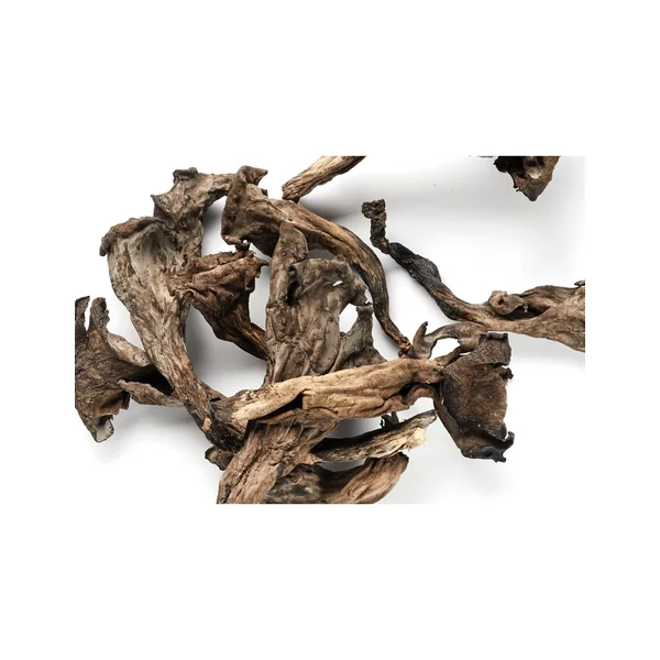 Trompeta de la mort deshidratada - Imagen 2