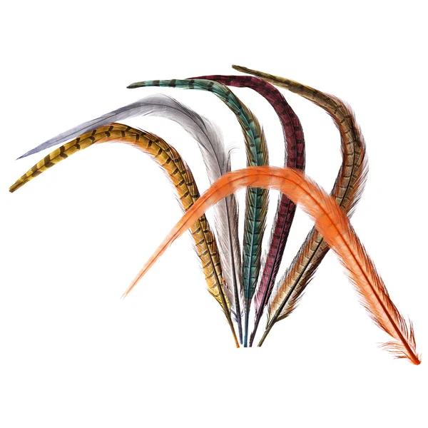 Veniard Colas de Centro de Faisán - Pluma de cola de faisán de caza - Imagen 3
