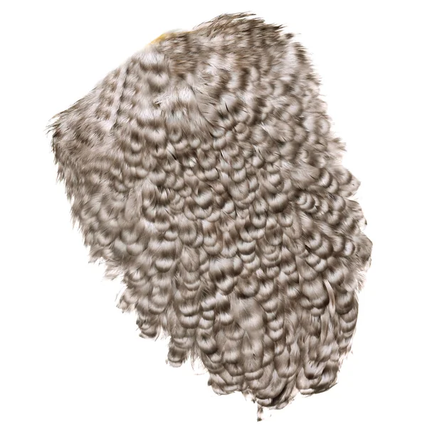 Whiting 4 B's Silla de montar para gallinas